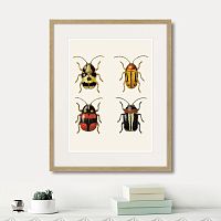 картина: assorted beetles №6, 1735г. в Новокузнецке