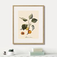 картина: juicy fruit lithography №2, 1870г. в Новокузнецке