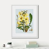 картина: himalaya plants yellow flower, 1869г. в Новокузнецке