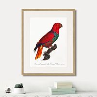 картина: beautiful parrots №9, 1872г. в Новокузнецке