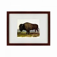 картина: american bison, 1845 в Новокузнецке