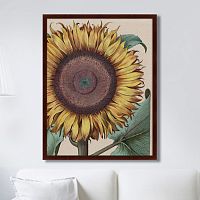 картина: large sunflower (flos solis maior), 1713г. в Новокузнецке