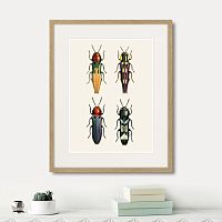 картина: assorted beetles №5, 1735г. в Новокузнецке