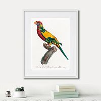 картина: beautiful parrots №7, 1872г. в Новокузнецке