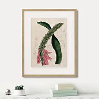 картина: exotic plants of the world №2, 1815г. в Новокузнецке