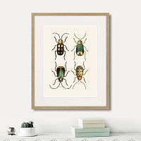 картина: assorted beetles №8, 1735г. в Новокузнецке