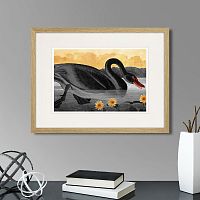 картина: common american swan (black), 1838г. в Новокузнецке