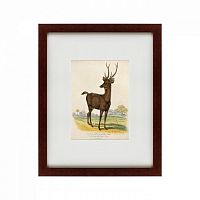 картина: a rusa deer, 1830 в Новокузнецке