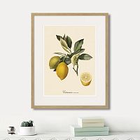 картина: juicy fruit lithography №3, 1870г. в Новокузнецке