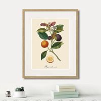 картина: juicy fruit lithography №11, 1870г. в Новокузнецке