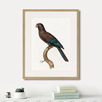 картина: beautiful parrots №10, 1872г. в Новокузнецке