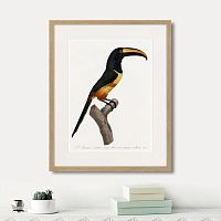 картина: beautiful toucans №4, 1806г. в Новокузнецке