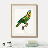 картина: beautiful parrots №11, 1872г. в Новокузнецке