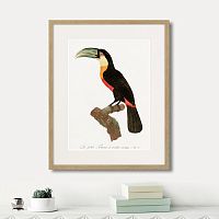 картина: beautiful toucans №1, 1806г. в Новокузнецке