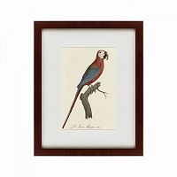 картина: ara macao (scarlet macaw), 1801 в Новокузнецке