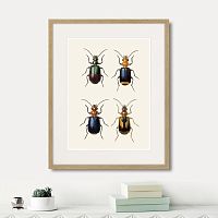 картина: assorted beetles №4, 1735г. в Новокузнецке