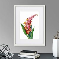 картина: caribian flora pink alpinia, 1740г. в Новокузнецке