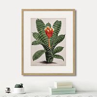 картина: exotic plants of the world №8, 1815г. в Новокузнецке