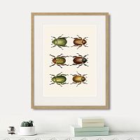 картина: assorted beetles №11, 1735г. в Новокузнецке