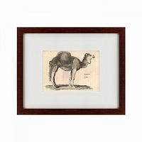 картина: arabian camel, 1809 в Новокузнецке