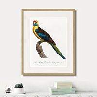 картина: beautiful parrots №12, 1872г. в Новокузнецке