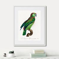 картина: beautiful parrots №4, 1872г. в Новокузнецке