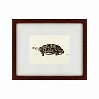 картина: a hand-painted illustration of an elongated tortoise, 1873 в Новокузнецке