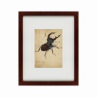 картина: stag beetle, 1505 в Новокузнецке