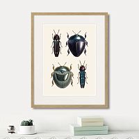 картина: assorted beetles №1, 1735г. в Новокузнецке