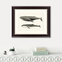 картина: humpback whale (megaptera versabilis), 1859 в Новокузнецке