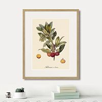 картина: juicy fruit lithography №4, 1870г. в Новокузнецке