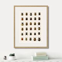 картина: assorted beetles №2, 1735г. в Новокузнецке