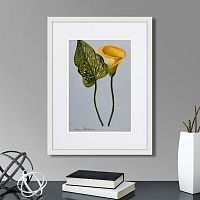 картина: yellow arum lily, 1899г. в Новокузнецке