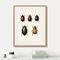 картина: assorted beetles №7, 1735г. в Новокузнецке