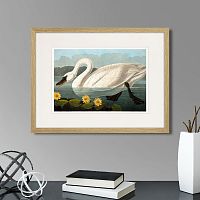 картина: common american swan (white), 1838г. в Новокузнецке