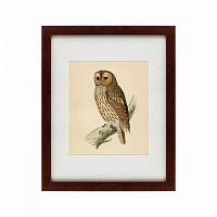 картина: brown owl, 1760 в Новокузнецке