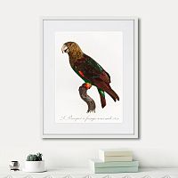 картина: beautiful parrots №3, 1872г. в Новокузнецке