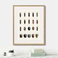 картина: assorted beetles №3, 1735г. в Новокузнецке