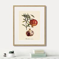 картина: juicy fruit lithography №7, 1870г. в Новокузнецке