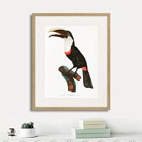 картина: beautiful toucans №2, 1806г. в Новокузнецке