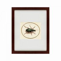 картина: beetle, 1700 в Новокузнецке