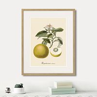 картина: juicy fruit lithography №10, 1870г. в Новокузнецке