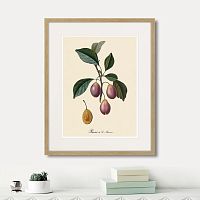 картина: juicy fruit lithography №9, 1870г. в Новокузнецке